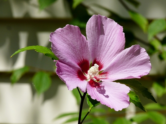 {Hibiscus syriacus}